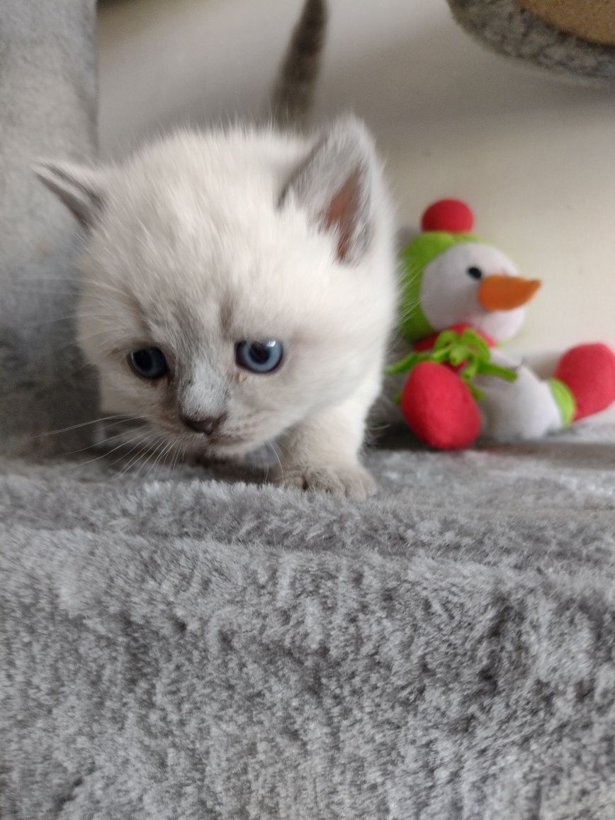 Kocięta brytyjskie gotowe do odbioru