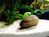 Małża małże małż Scabies Crispata krewetkarium krewetki ryby glon