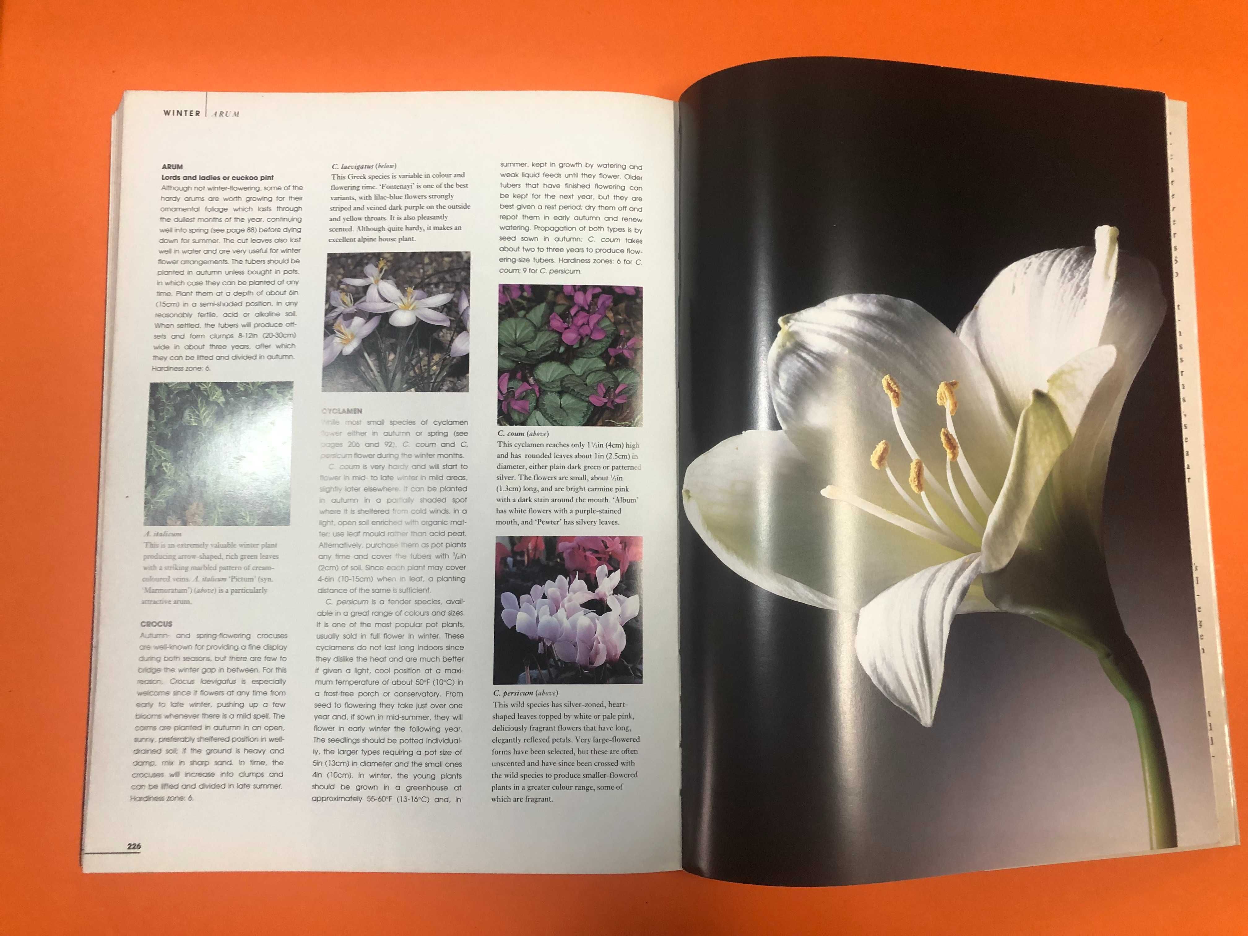 Botânica : Bulbs – The gardener’s guide
