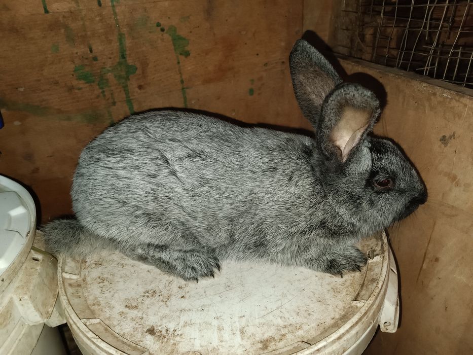 Продам кролі Полтавське Срібло