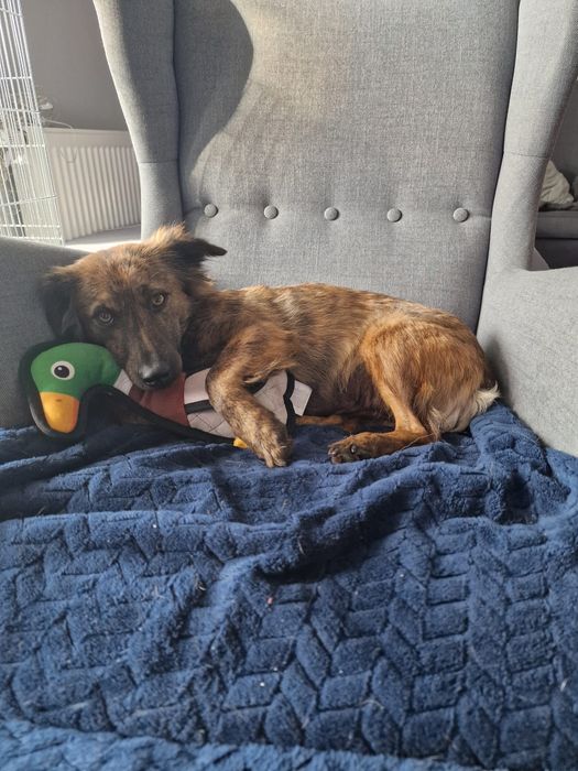 Elora, nieduża, śliczna i miła suczka do adopcji