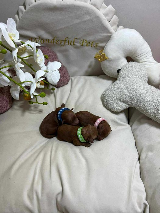 Pudel Toy Red Brown suczka, malusia ,laleczka, badania genetyczne