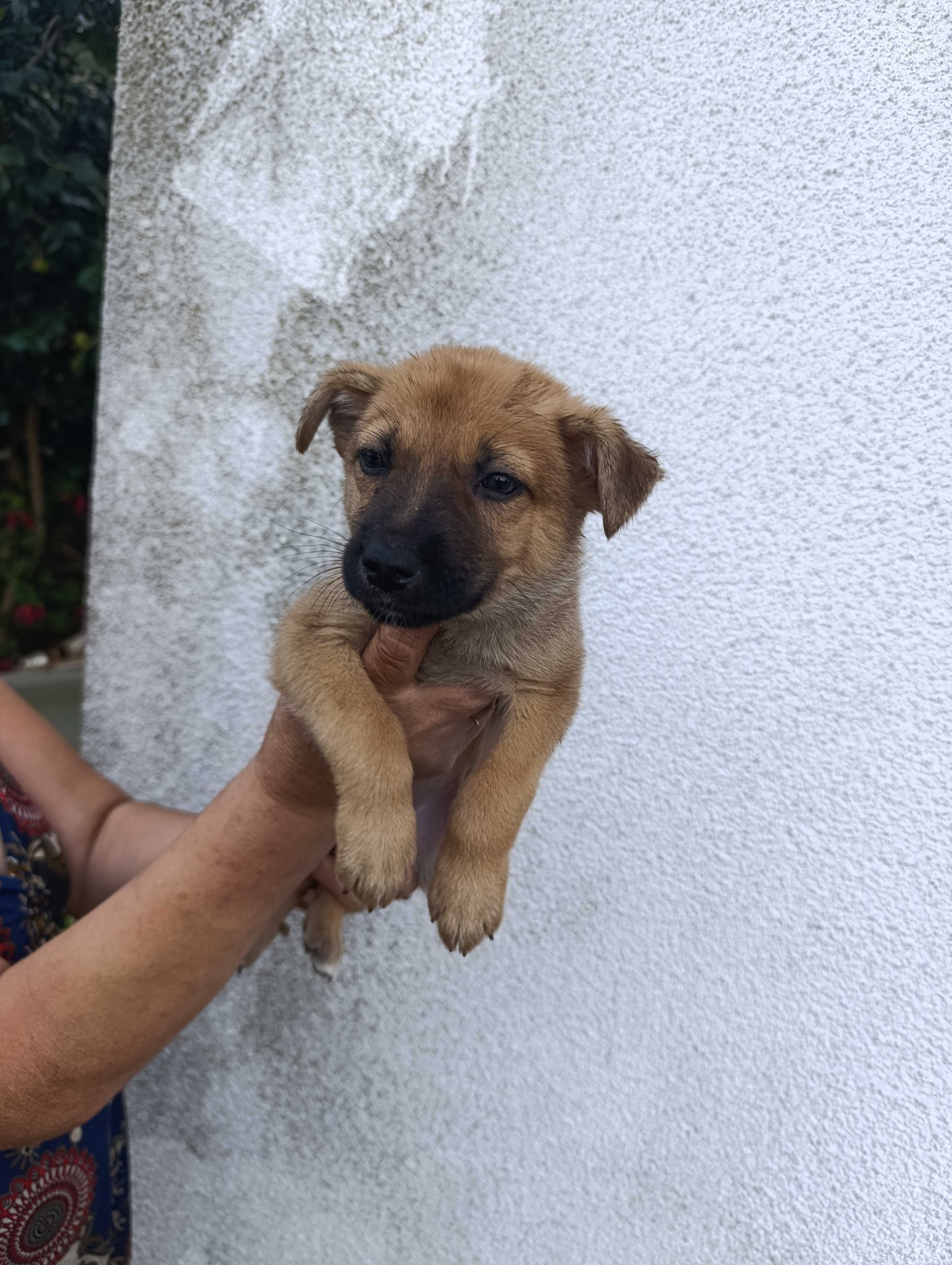 Cães para adopção.