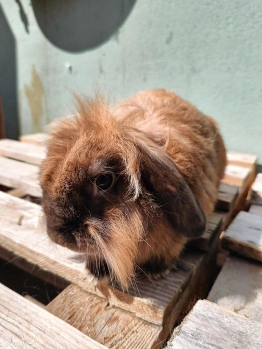 Samiec  mini lop