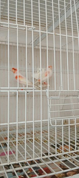 Tenho para ceder alguns pássaros