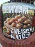 Ziemniaki Odmiany VINETA