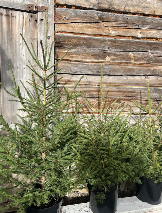 Ялинка в горщику жива