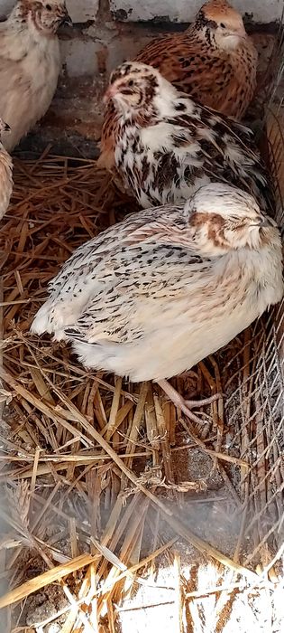 Jaja lęgowe przepiórki mandzurskiej złotej broiler