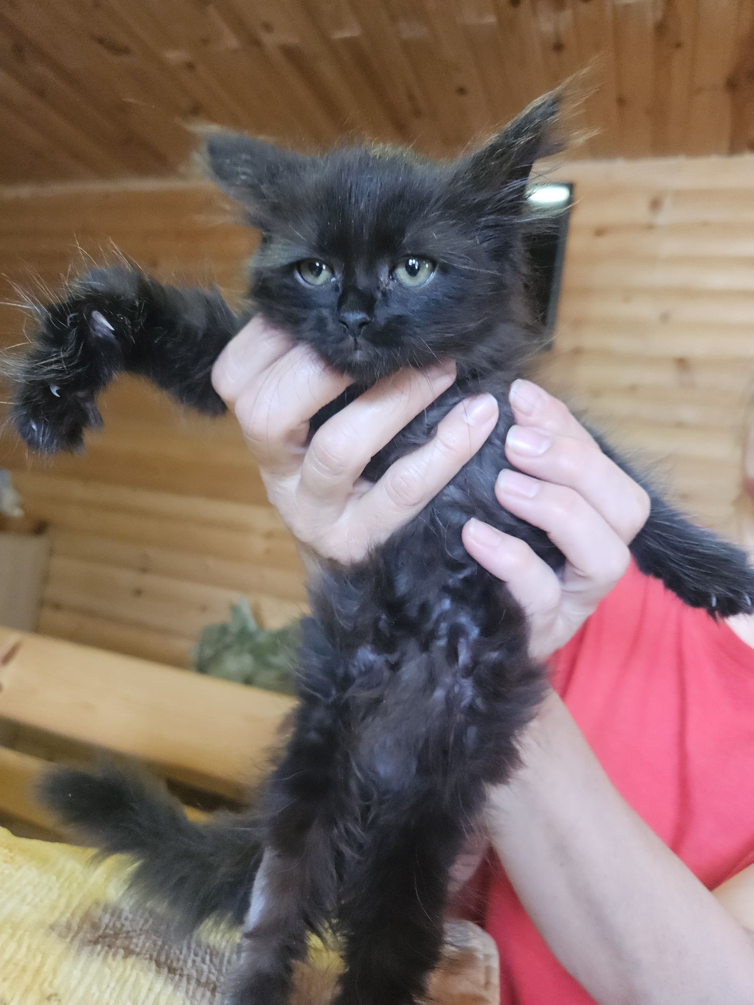 Котенок Кузя,2,5 мес, шоколадного цвета  ищет семью