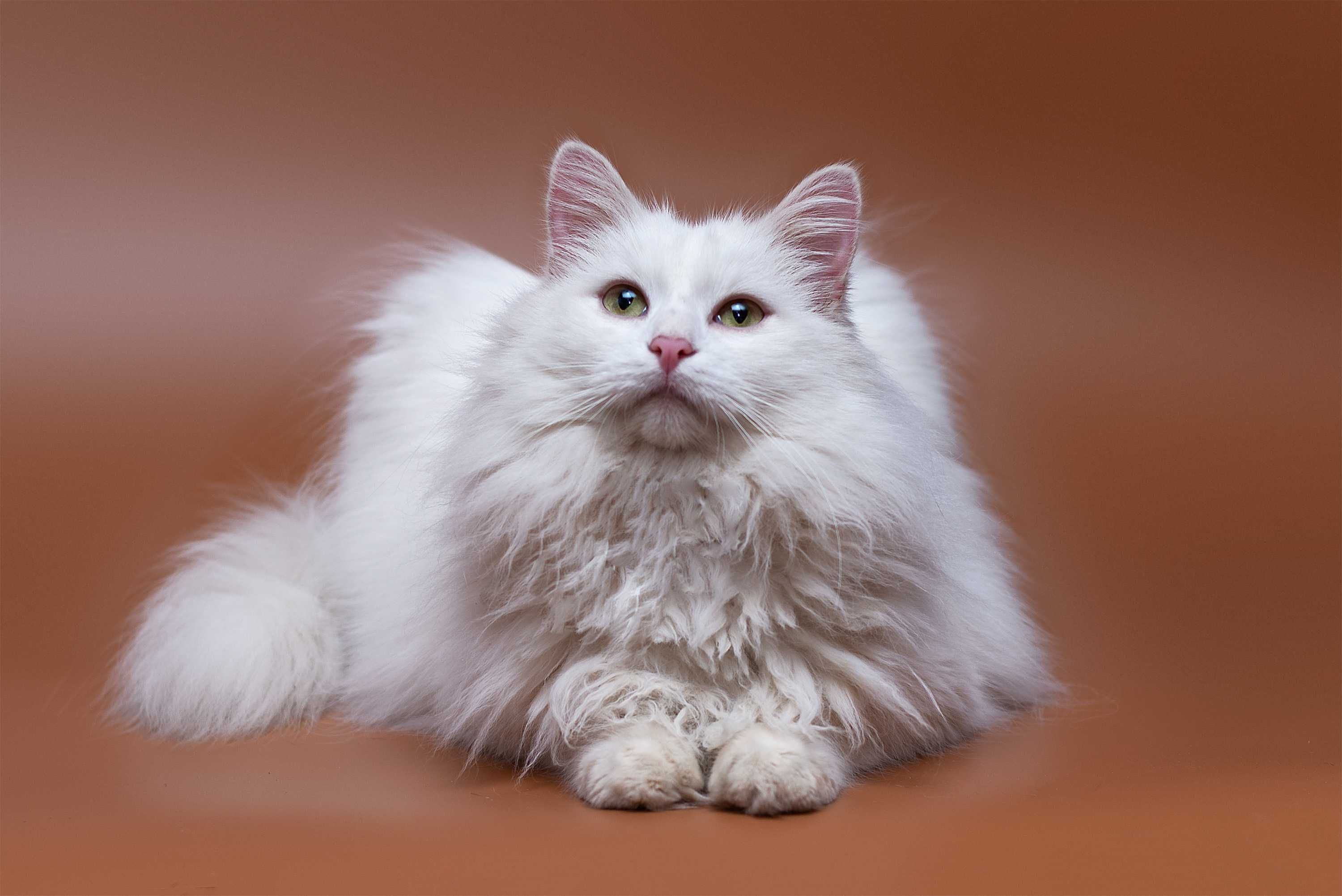 Віддам в добрі руки прекрасного білого молодого котика Гері.
