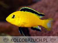 Labidochromis caeruleus yellow - dowóz, wysyłka