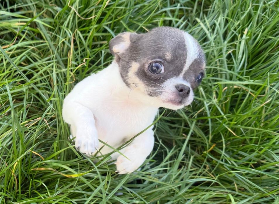 Chihuahua malutki niebiesko-biały piesek!!! Gotowy