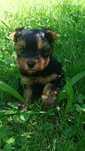Yorkshire terrier miniaturka