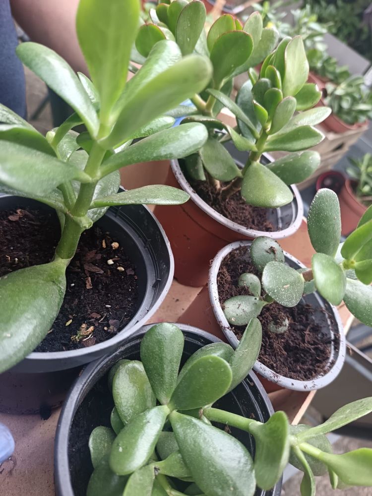 Planta de jade - planta da prosperidade