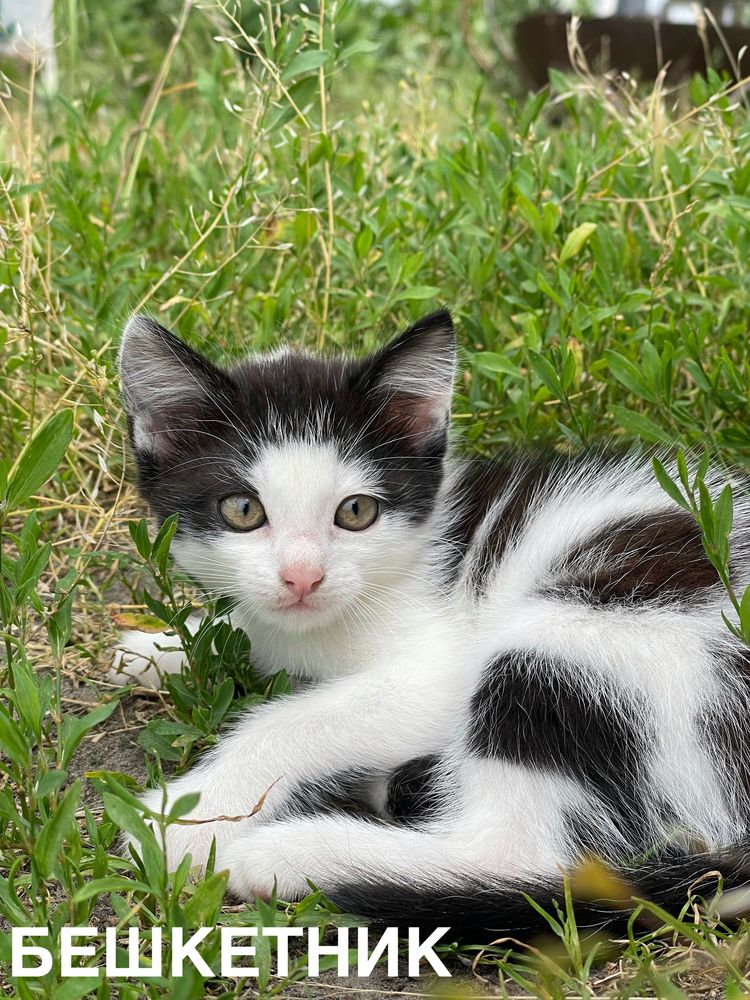 Кіт, кошеня, хлопчик, 2 місяці