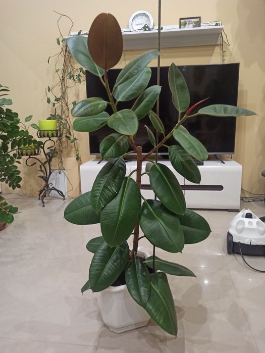 Продам Фікус Каучуконосний