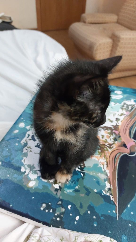 Gatinha para adoção