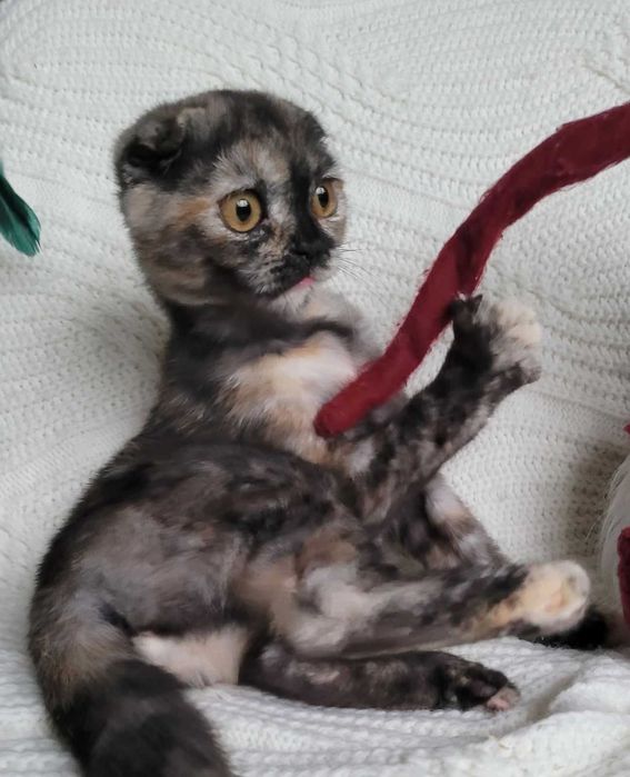 Супер милая девочка черепашка Скоттиш фолд из Киева