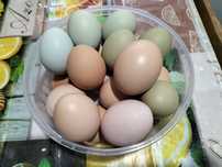 Продам свіжі, домашні, курячі яйця