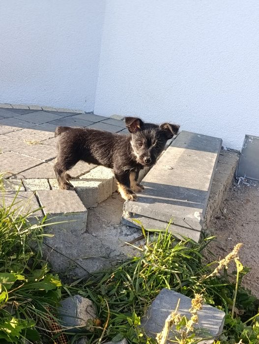 "oddam za darmo" pieska i suczke
