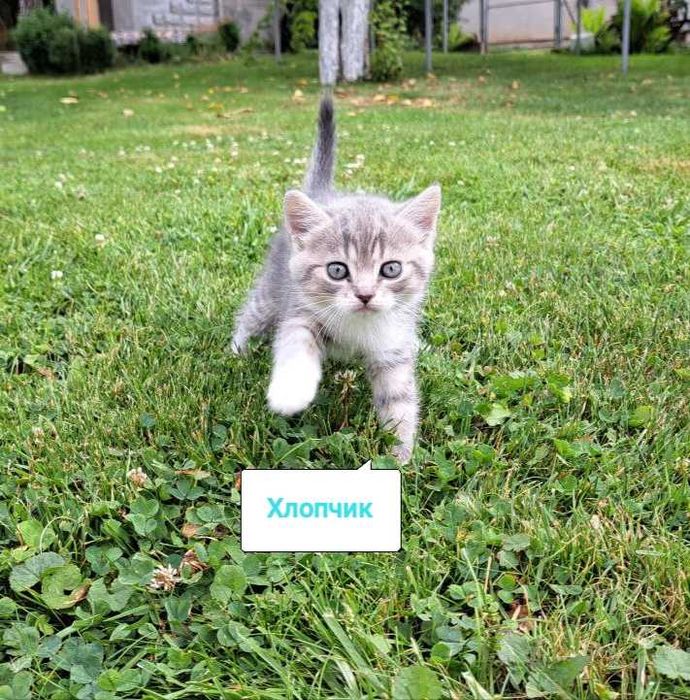 Шотландські висловухі та прямовухі кошенята шукають люблячу сім'ю