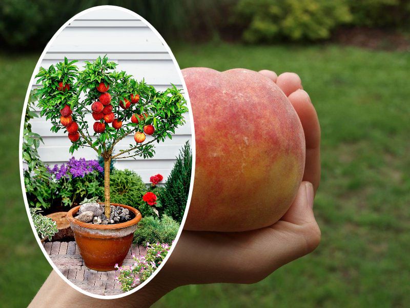 Brzoskwinia kolumnowa, drzewka owocowe, brzoskwinie - Inka, saturn