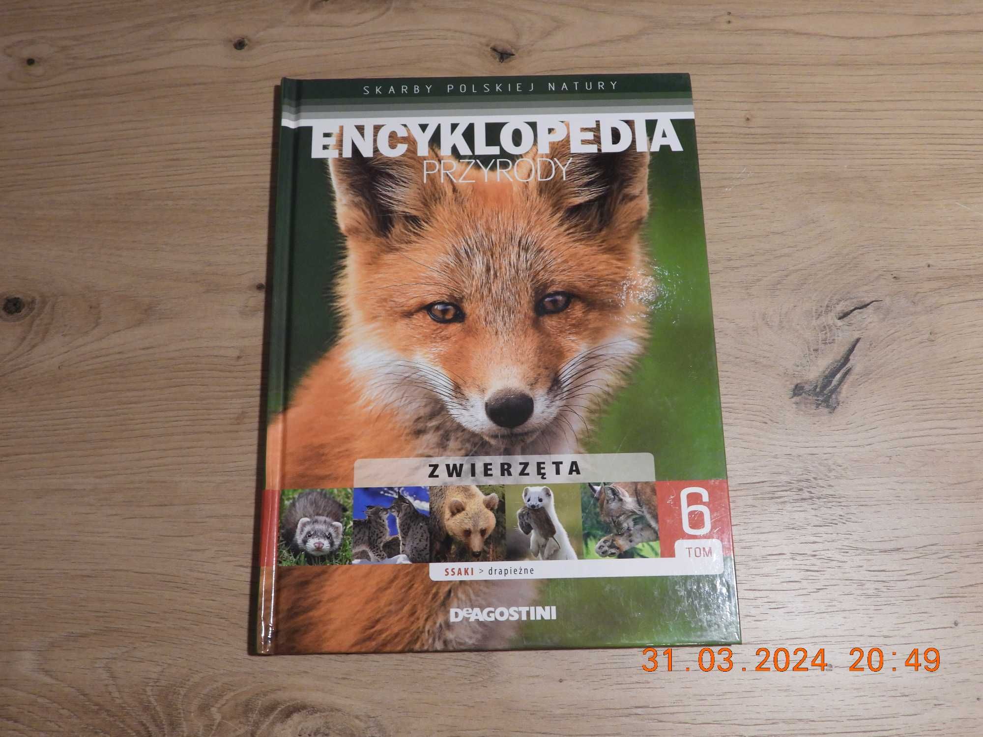Encyklopedia Przyrody - Tom 6 Zwierzęta - Ssaki Drapieżne