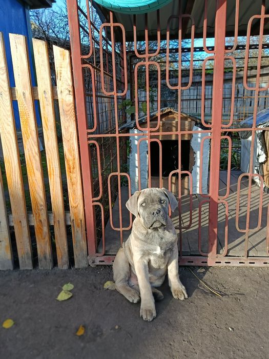 Продам цуценят кане-корсо