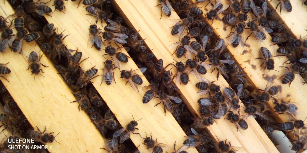 Frascos de Mel multifloral