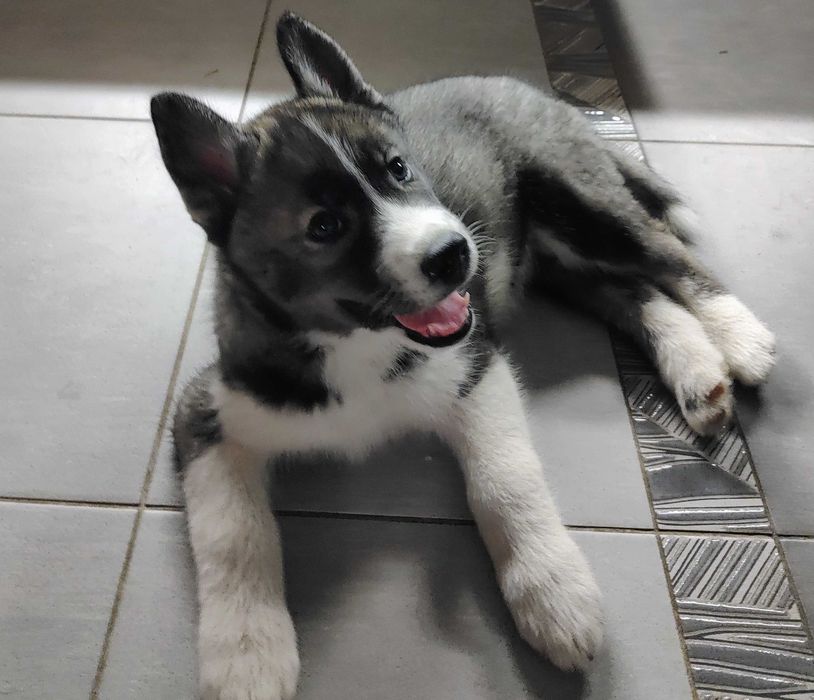 Siberian husky ZKwP/FCI, unikatowe umaszczenie, gotowy na zmianę domu