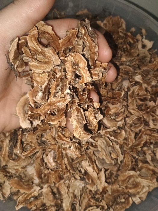 Перетинки з Волоського Горіха 2025