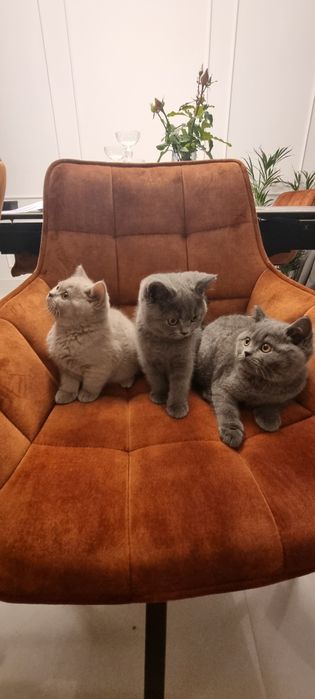 Kocieta brytyjskie BSH