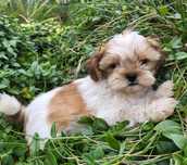 Shih tzu szczeniak suczka