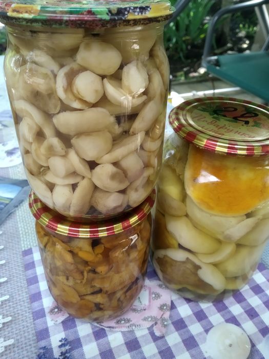 Продам грибы консервированые и сушеные.Лисички и белый гриб