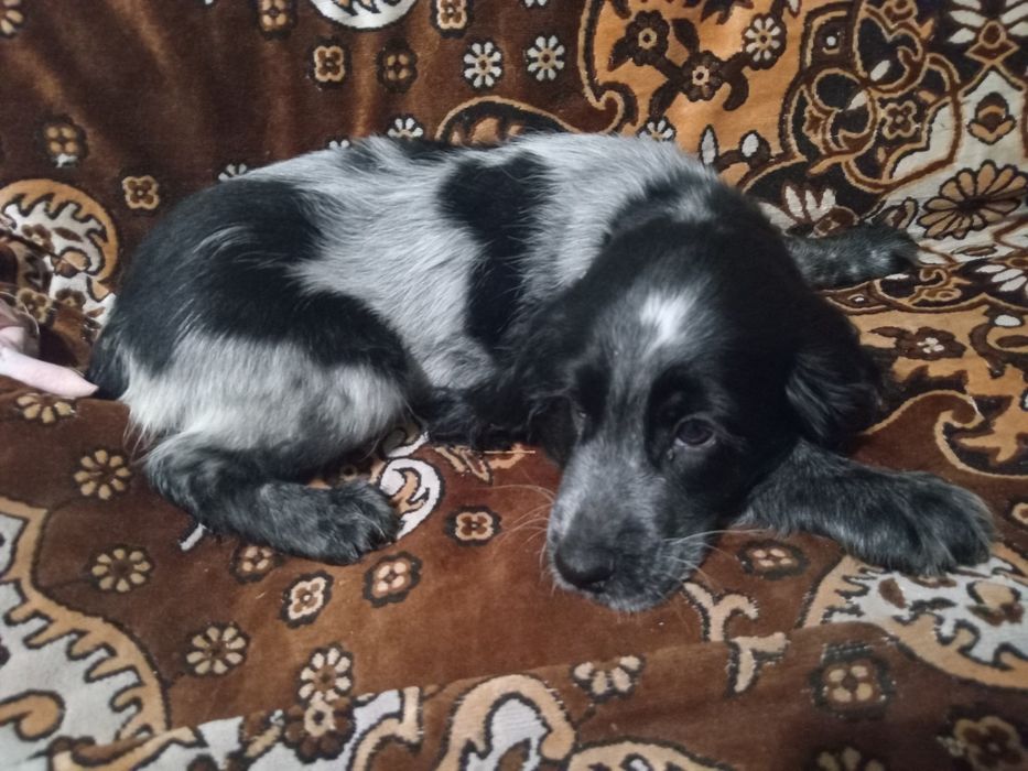 Продам кокера спініеля