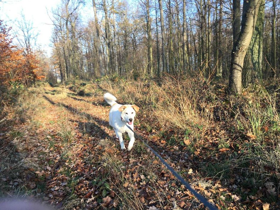 Sunia w typie labradora szuka domu na zawsze!