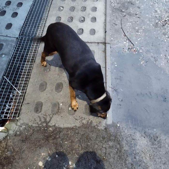 Znaleziono psa Kaliska Kościerskie