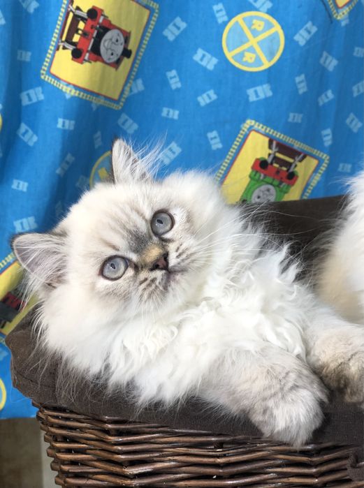 Девочка хайленд страйт