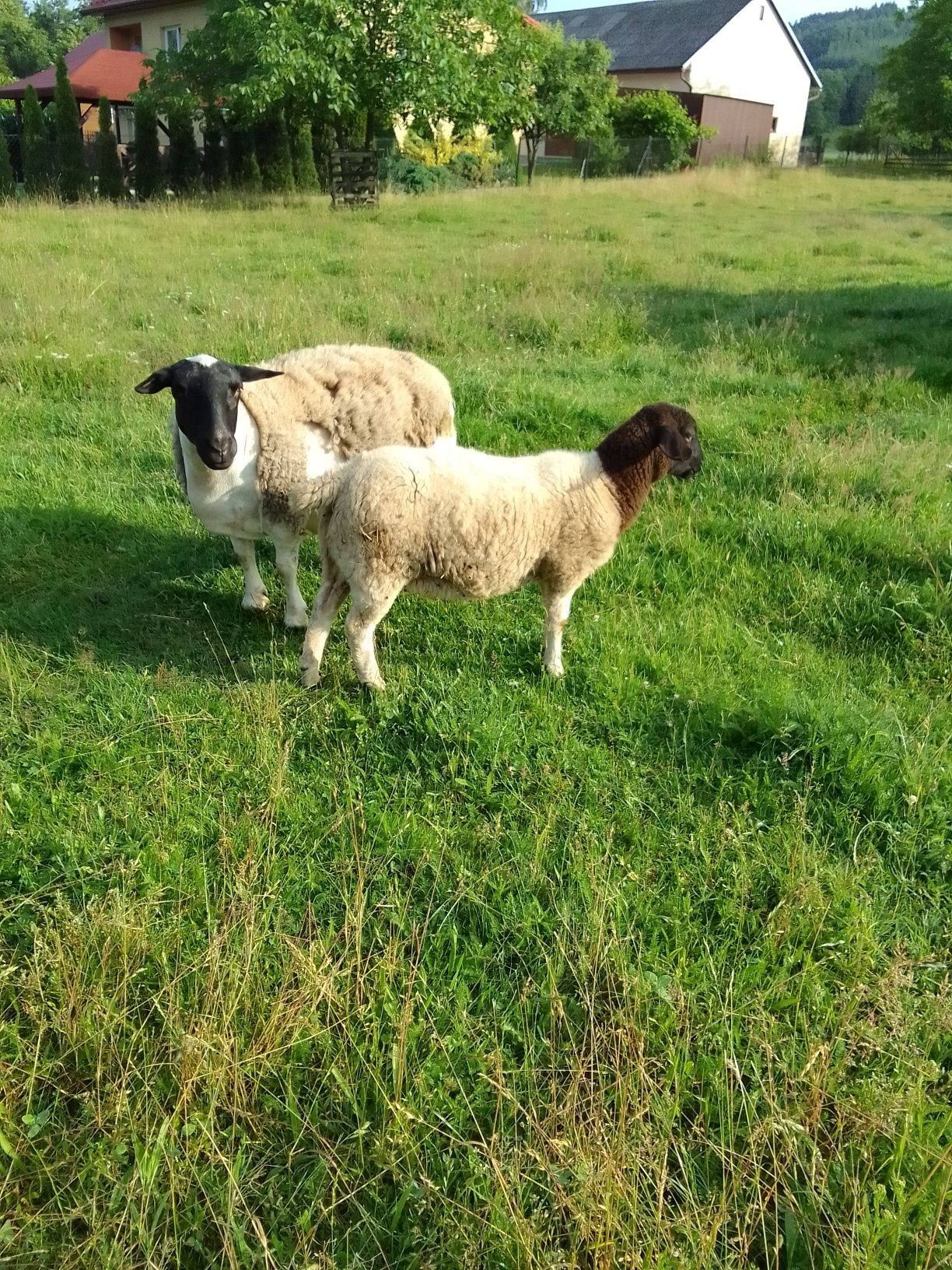 Owce dorper czysto rasowe