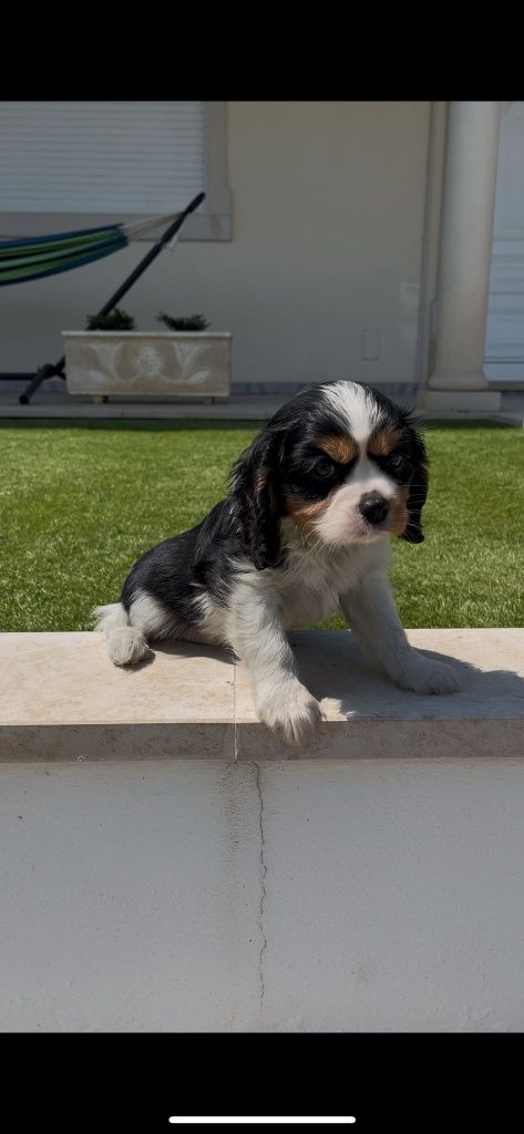 Cavalier king charle macho