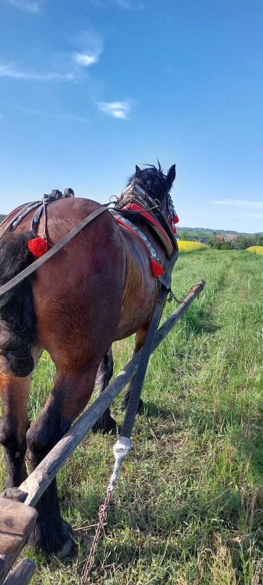 Sprzedam 2 letnią klacz zimnokrwistą