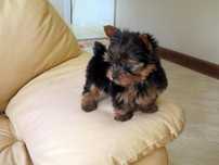 Yorkshire Terrier Super Miniatura