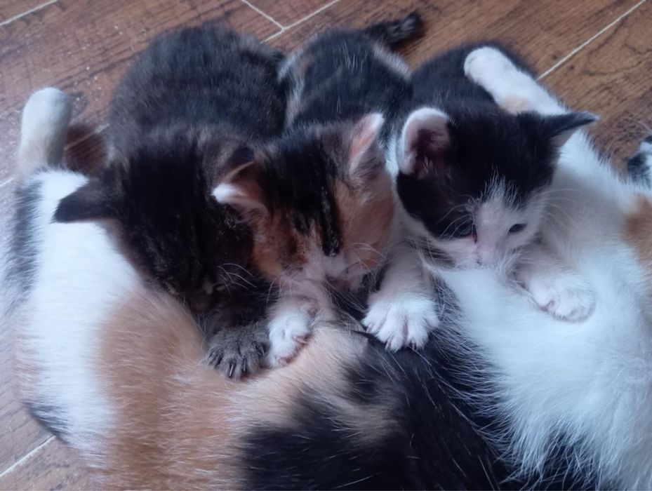 Kociaki szukają domu