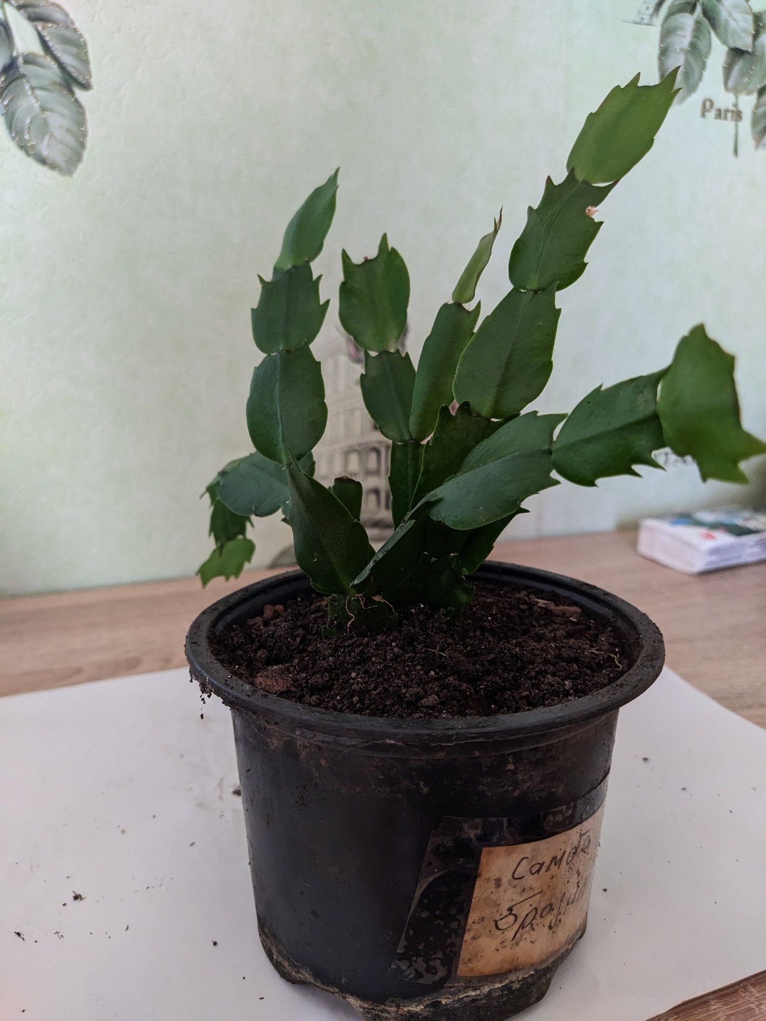 "Samba Brasil". Продам.Шлюмбергер,різдвяний,.