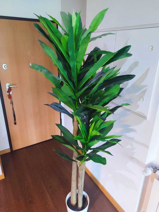 Plantas decorativas + Vaso I +/- 190CM I 2UND