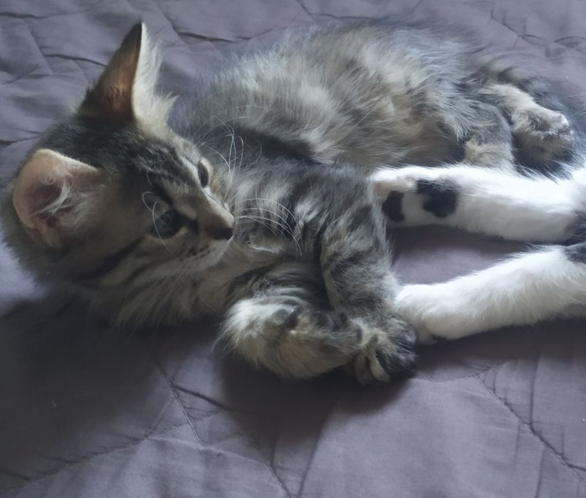 Милые котята бесплатно