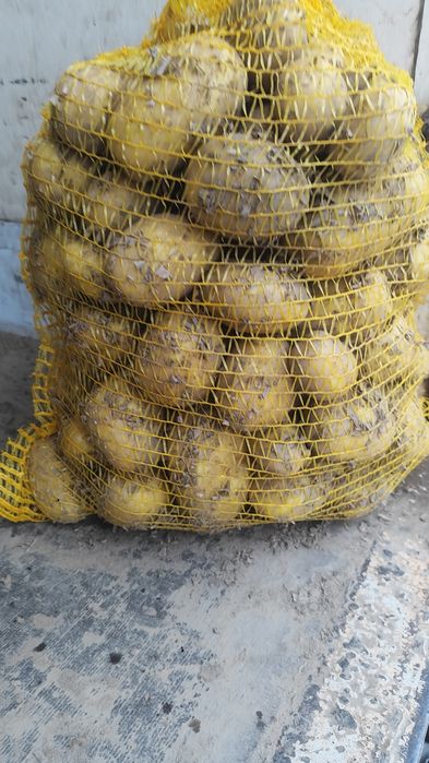 Sprzedam ziemniaki Soraya, Queen Anna