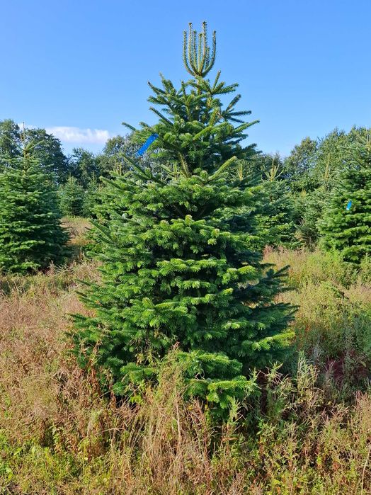 Jodła Kaukaska Cięta 300-400 cm lub w donicy 100-180 cm/ TuChoinki.pl