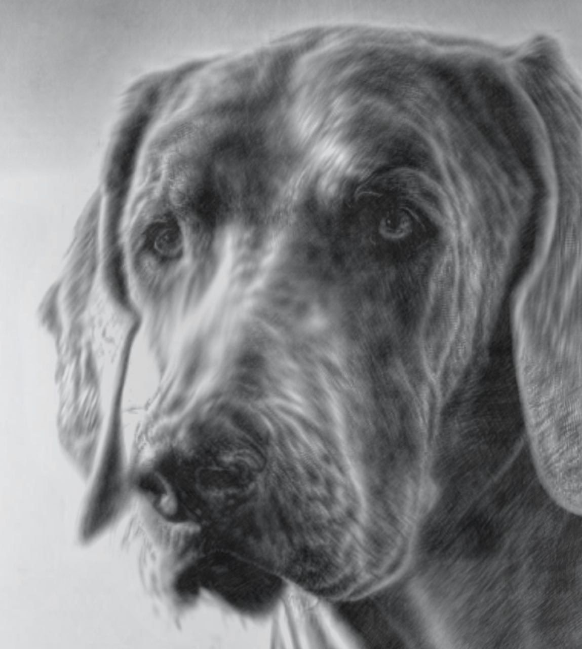 Rysunek portret psa A4 piesek wykonany ołówkiem i suchym pędzlem