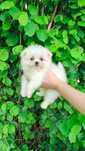 Maltipom = Maltańczyk & Pomeranian